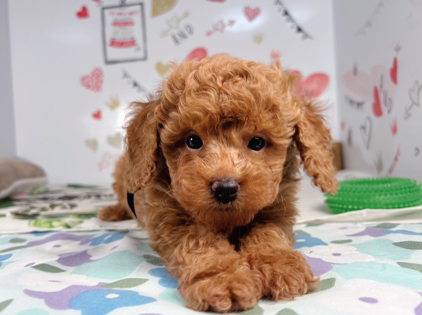 赤ちゃん写真2-1