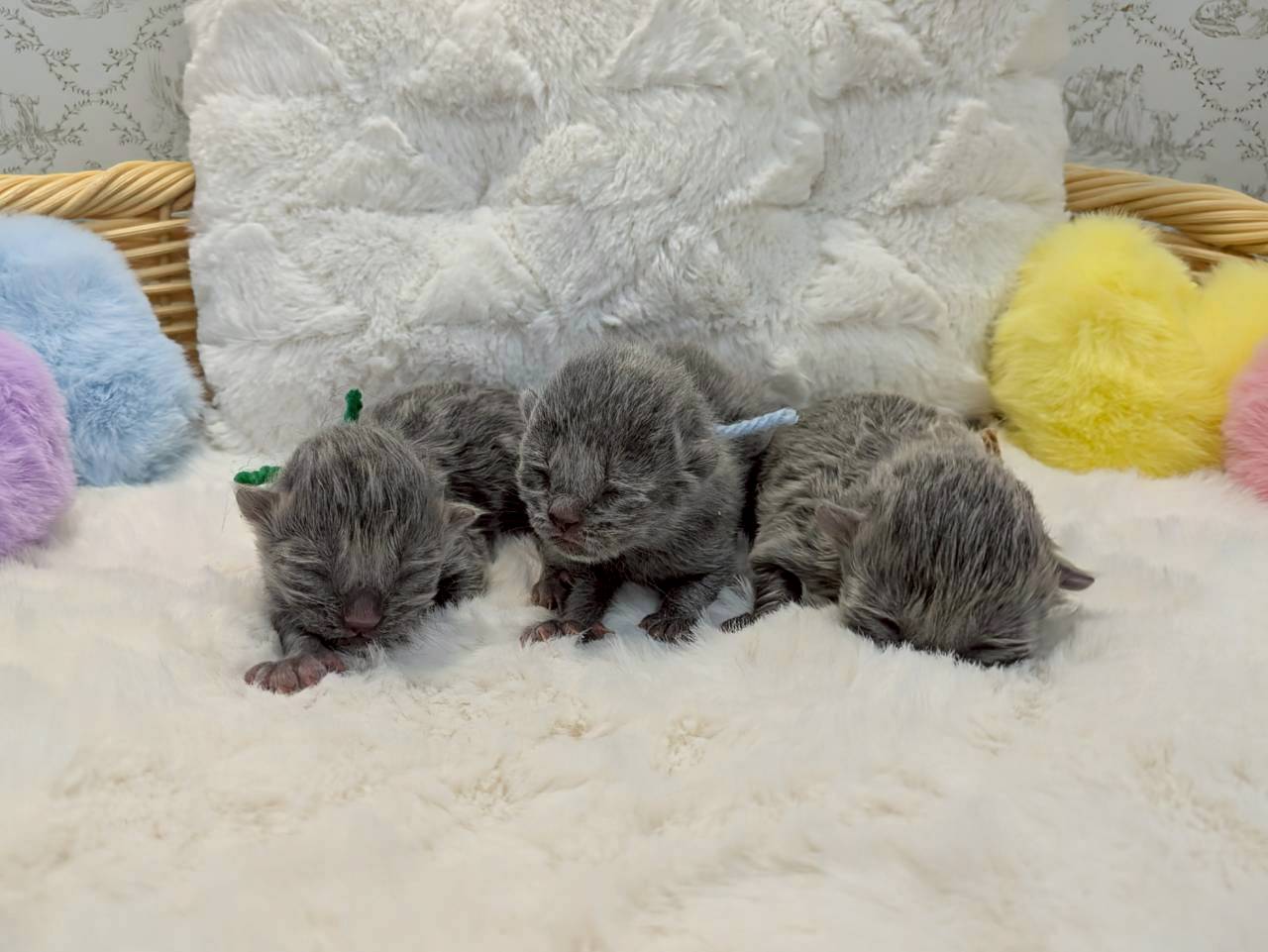 赤ちゃん写真1-3