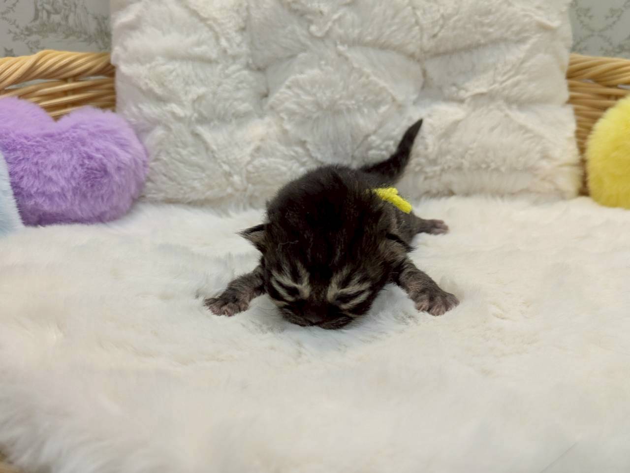 赤ちゃん写真1-1