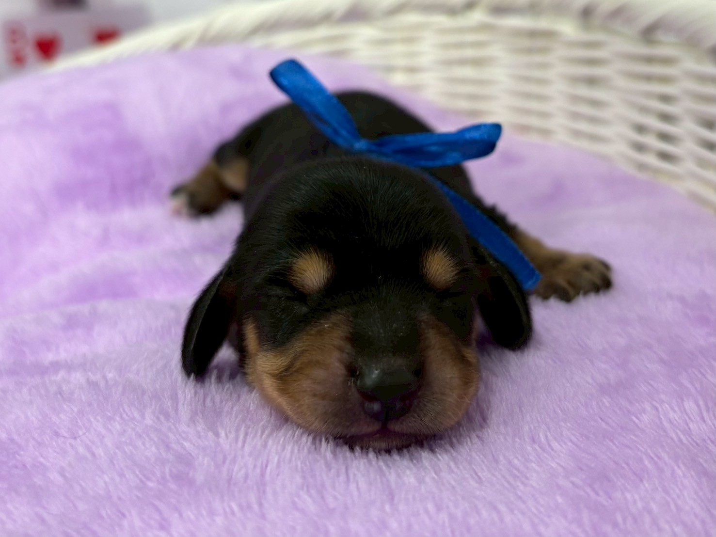 カニンヘンダックスフンド