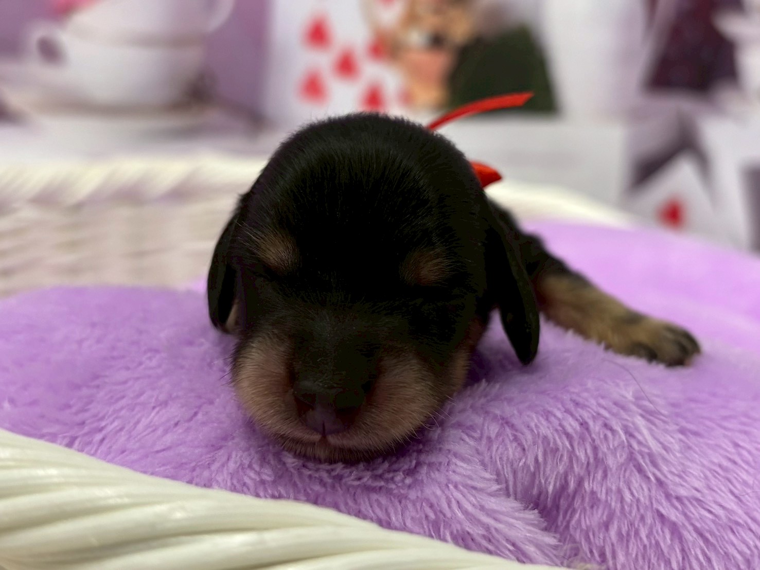 カニンヘンダックスフンド