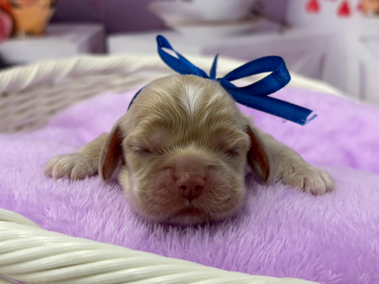 アメリカン・コッカースパニエル