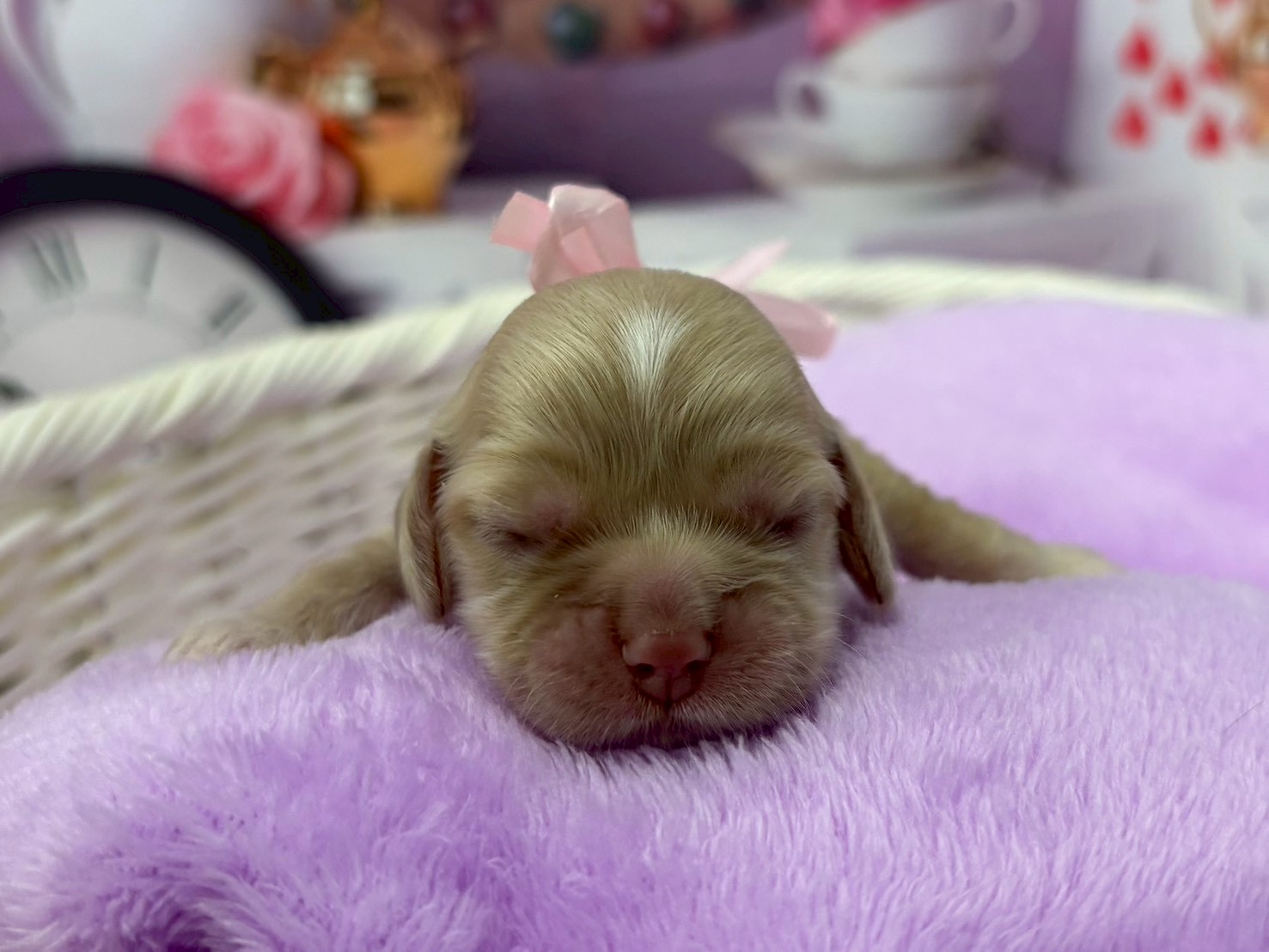 アメリカン・コッカースパニエル