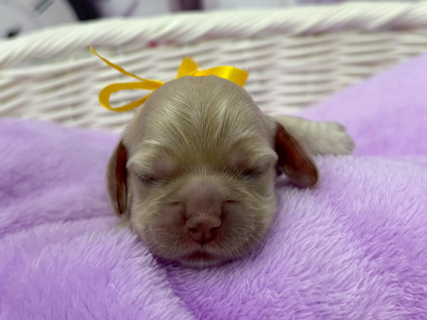 アメリカン・コッカースパニエル