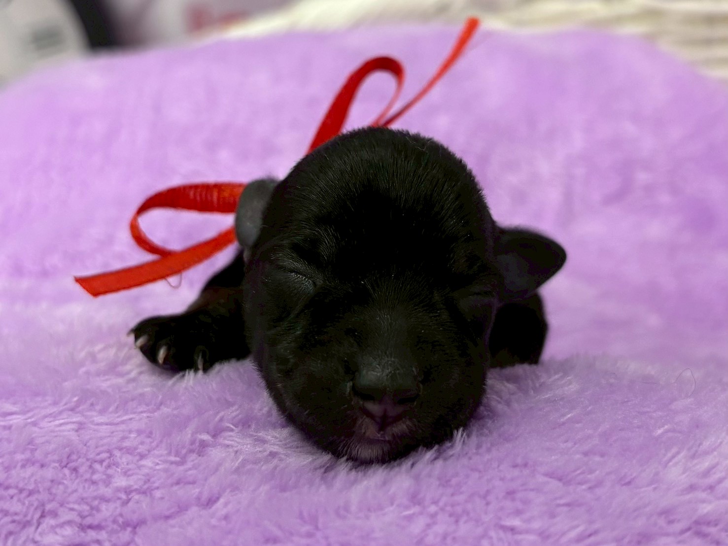 ミニチュア・シュナウザー