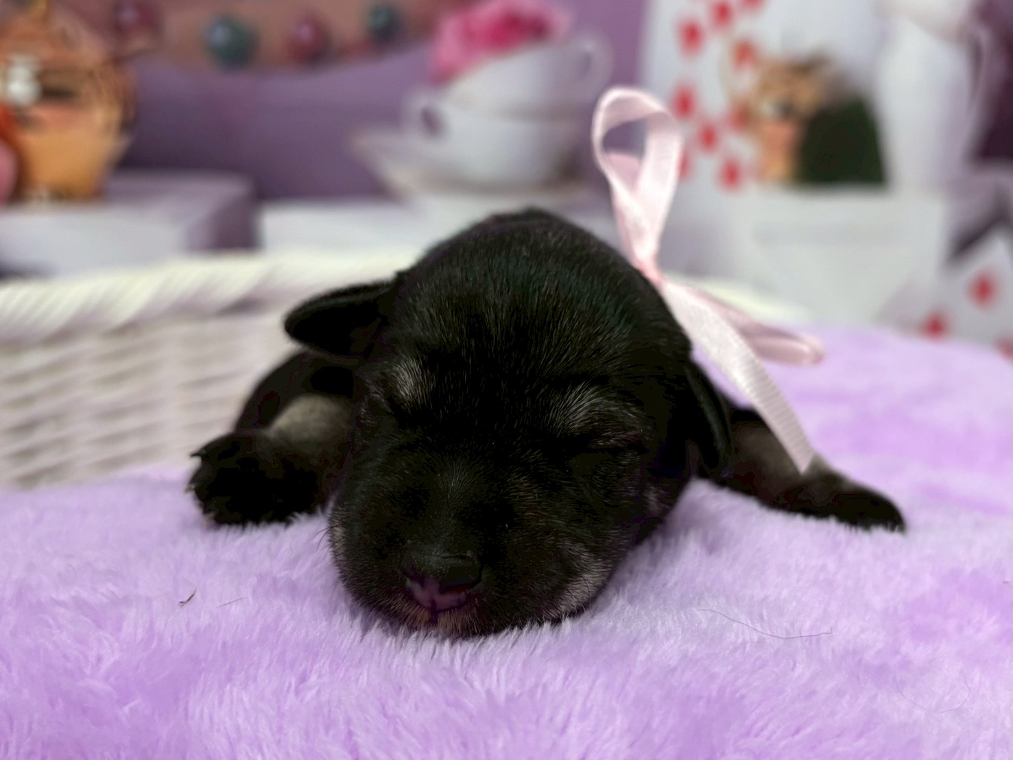 ミニチュア・シュナウザー