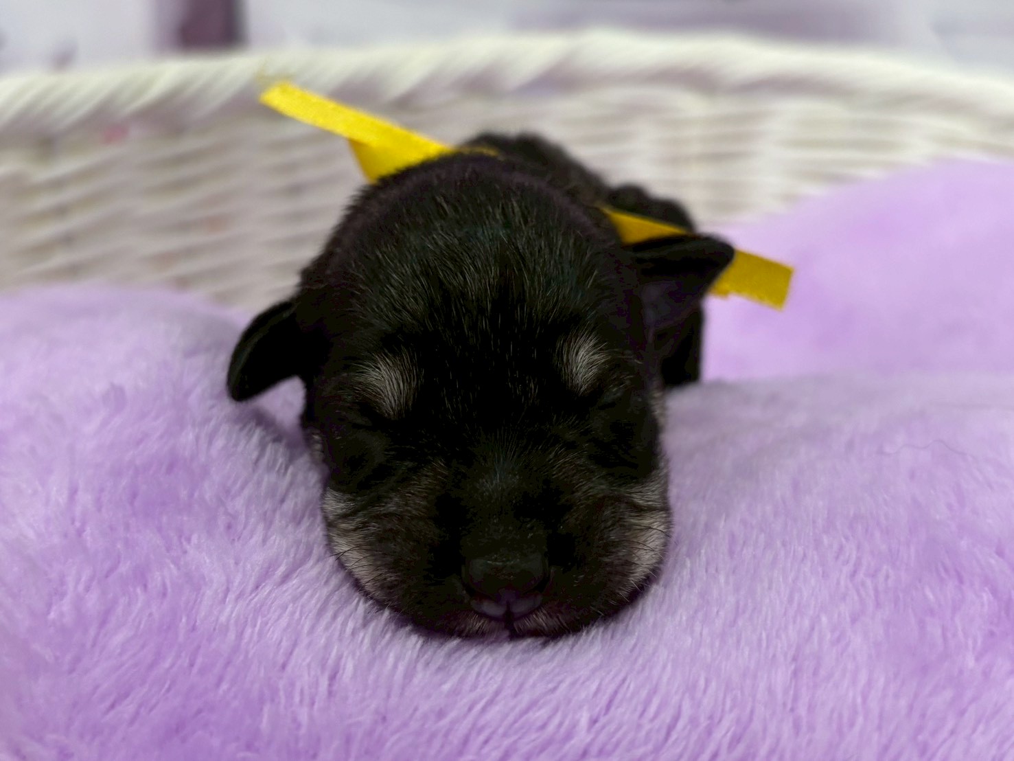 ミニチュア・シュナウザー