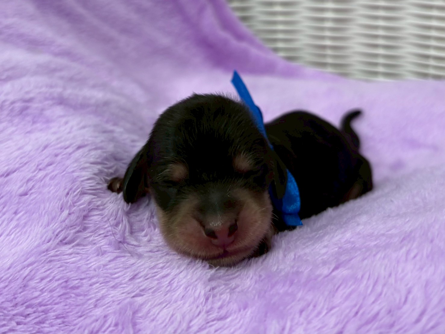 ミニチュア・ダックスフンド