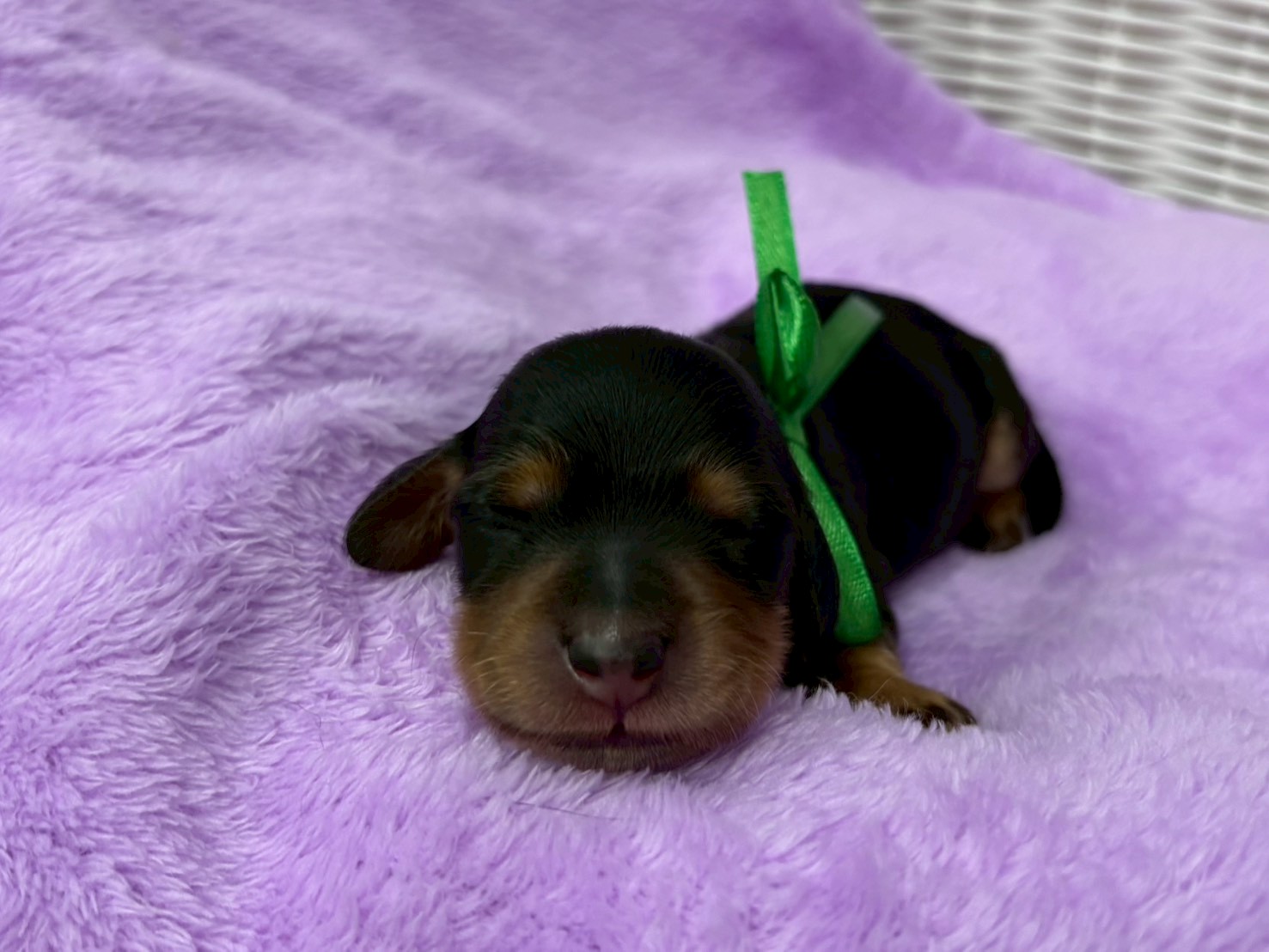 ミニチュア・ダックスフンド