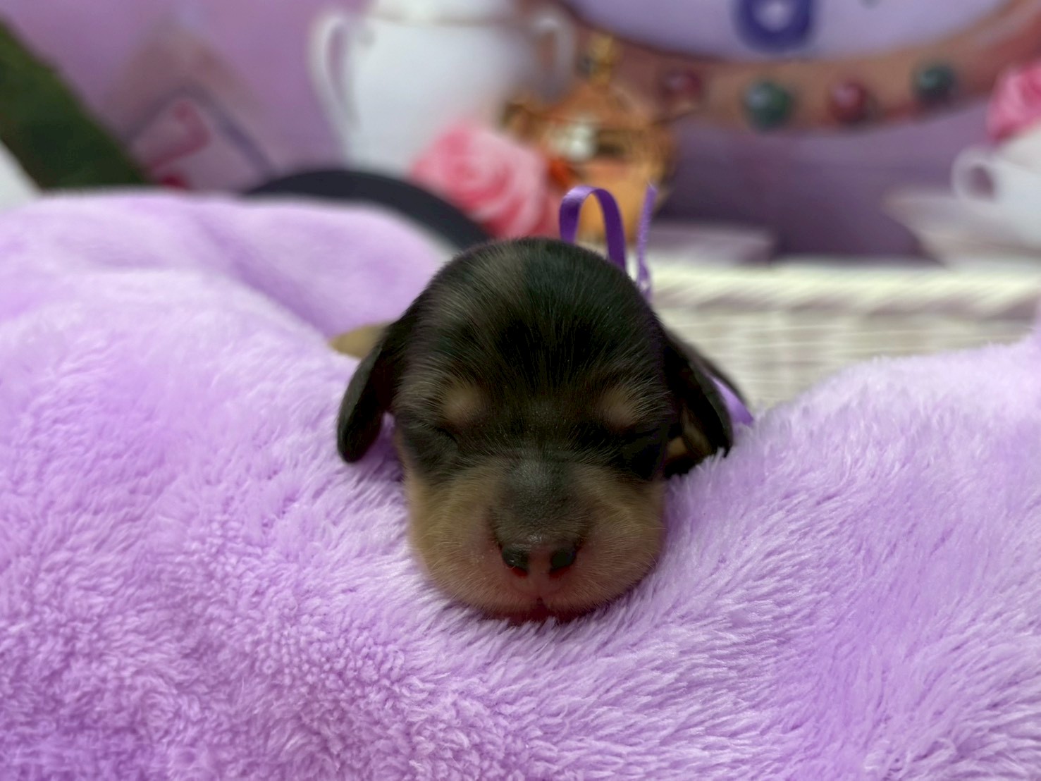 ミニチュア・ダックスフンド