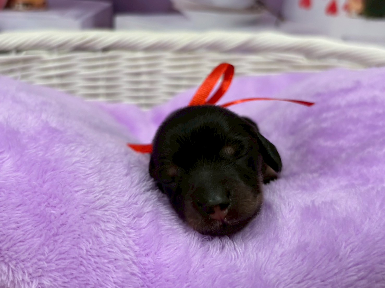 ミニチュア・ダックスフンド