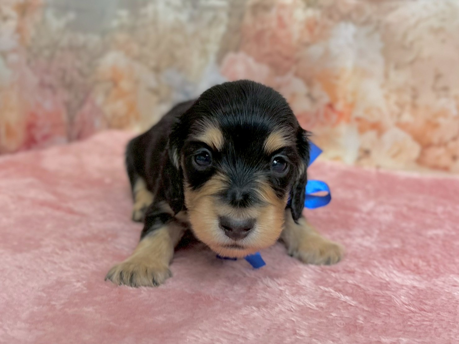 ミニチュア・ダックスフンド