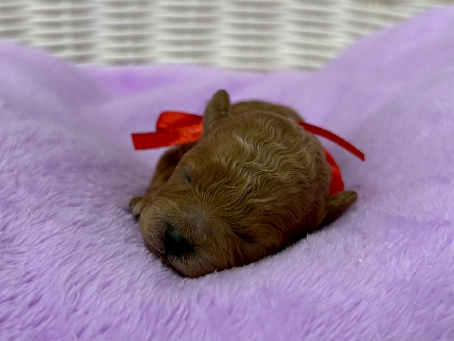 トイ・プードル