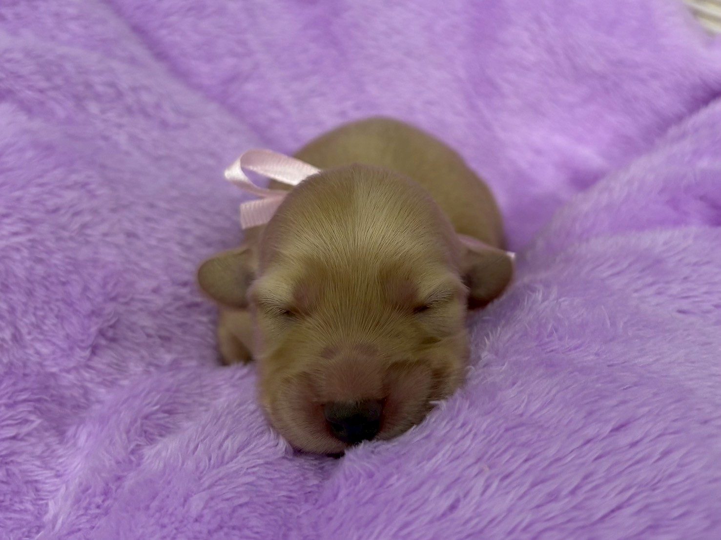 ミニチュア・ダックスフンド