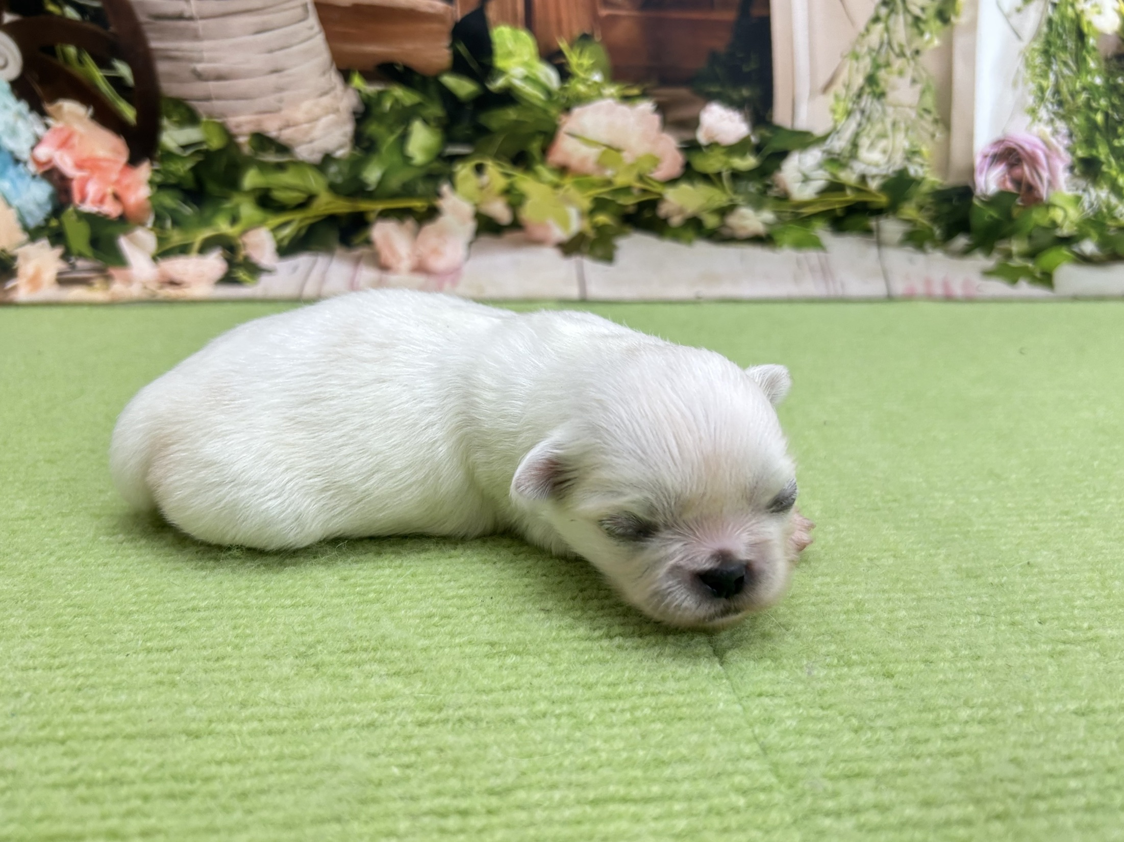赤ちゃん写真1-2