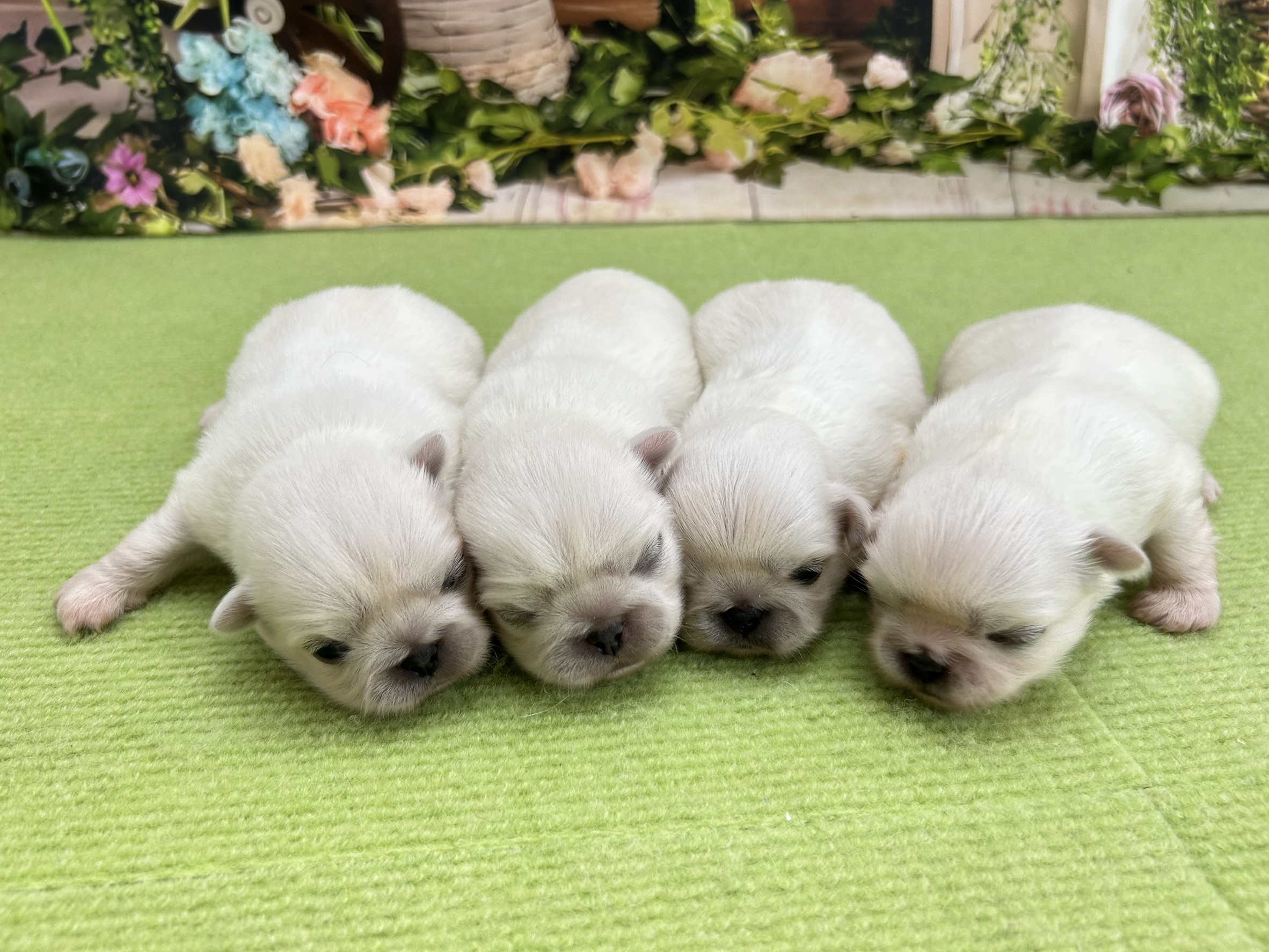 赤ちゃん写真1-3