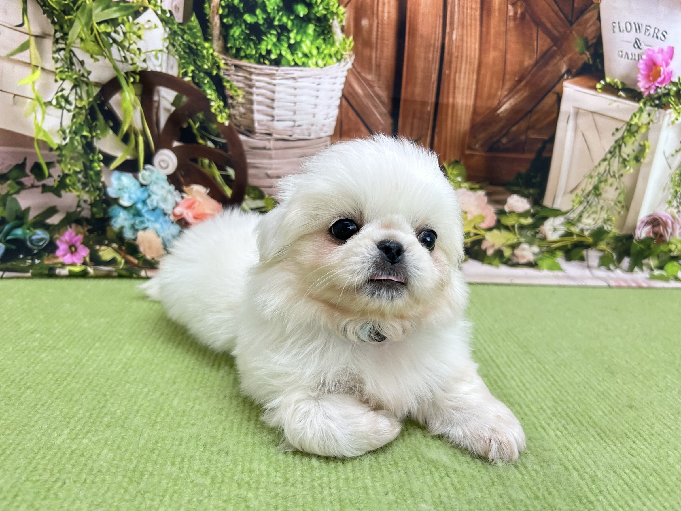 赤ちゃん写真2-1