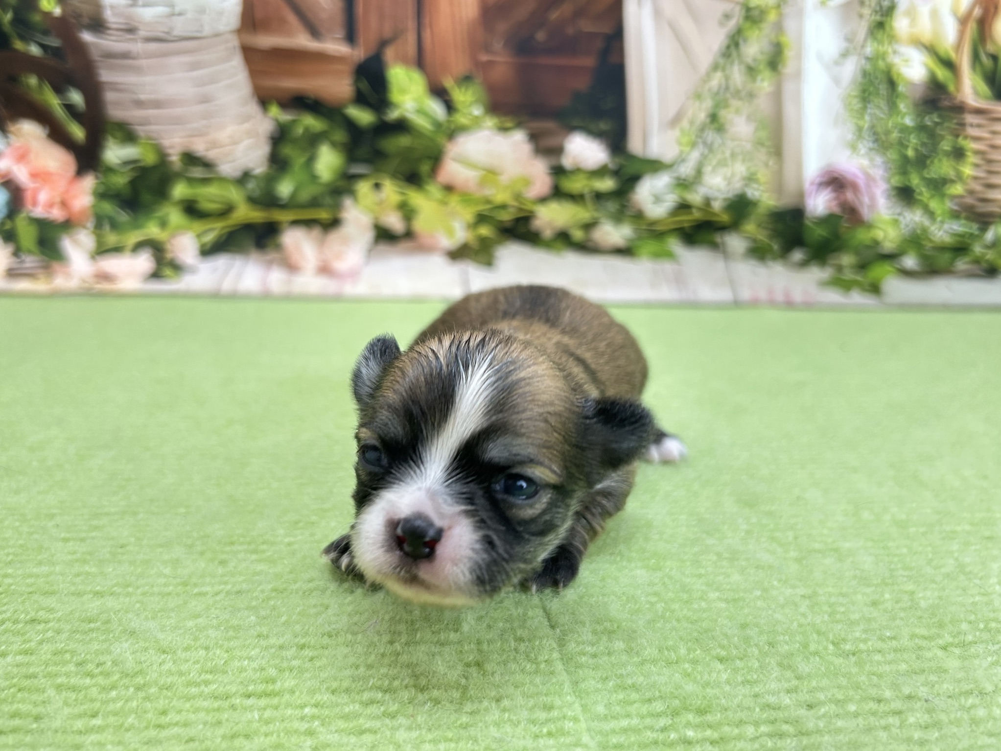 チワワ（ロングコート）