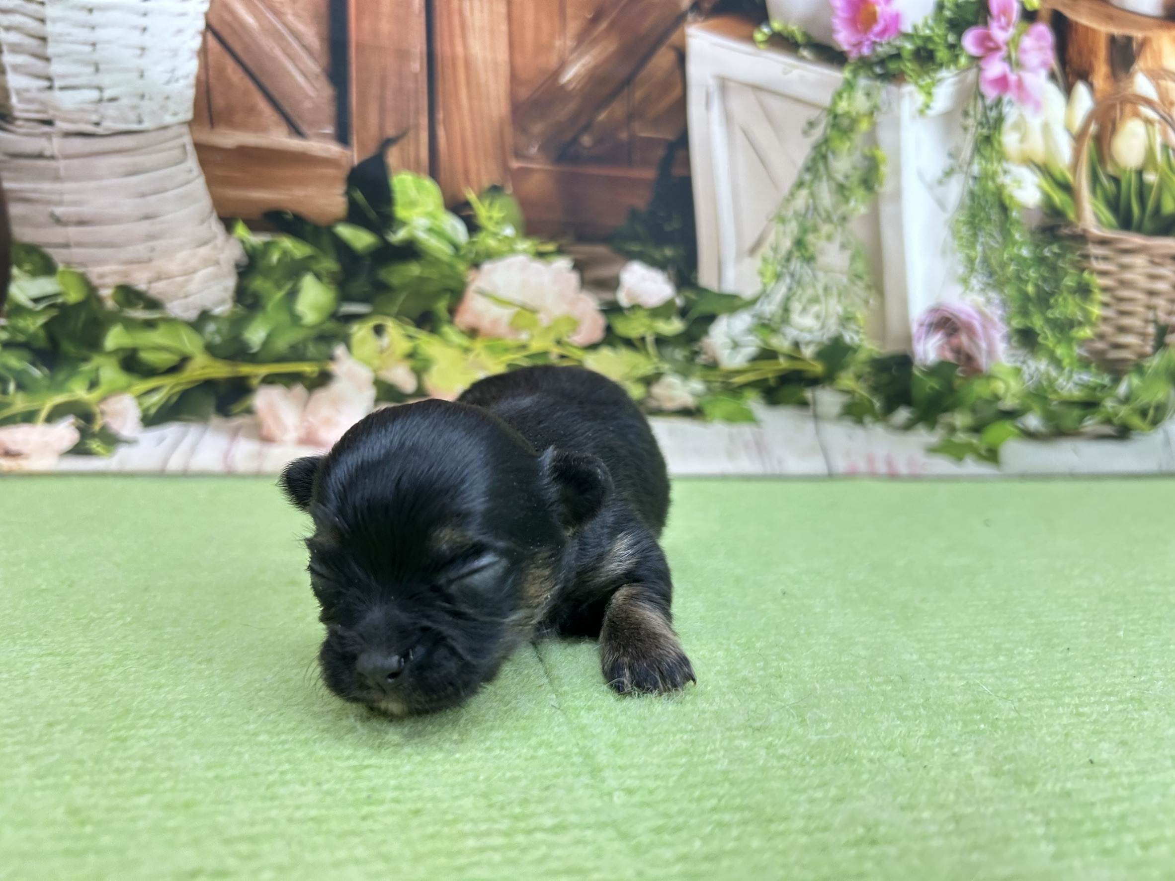 チワワ（ロングコート）