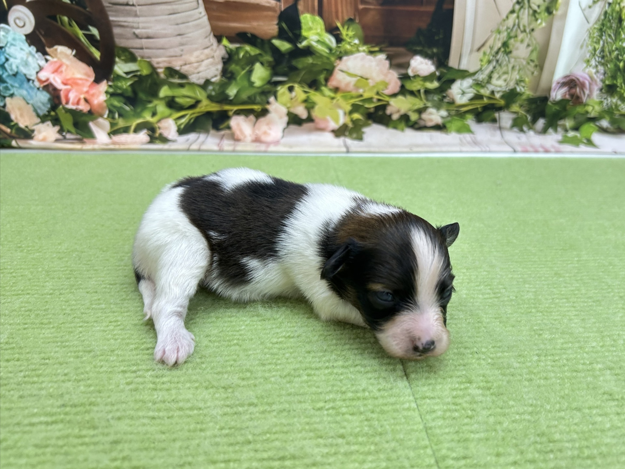 赤ちゃん写真1-2
