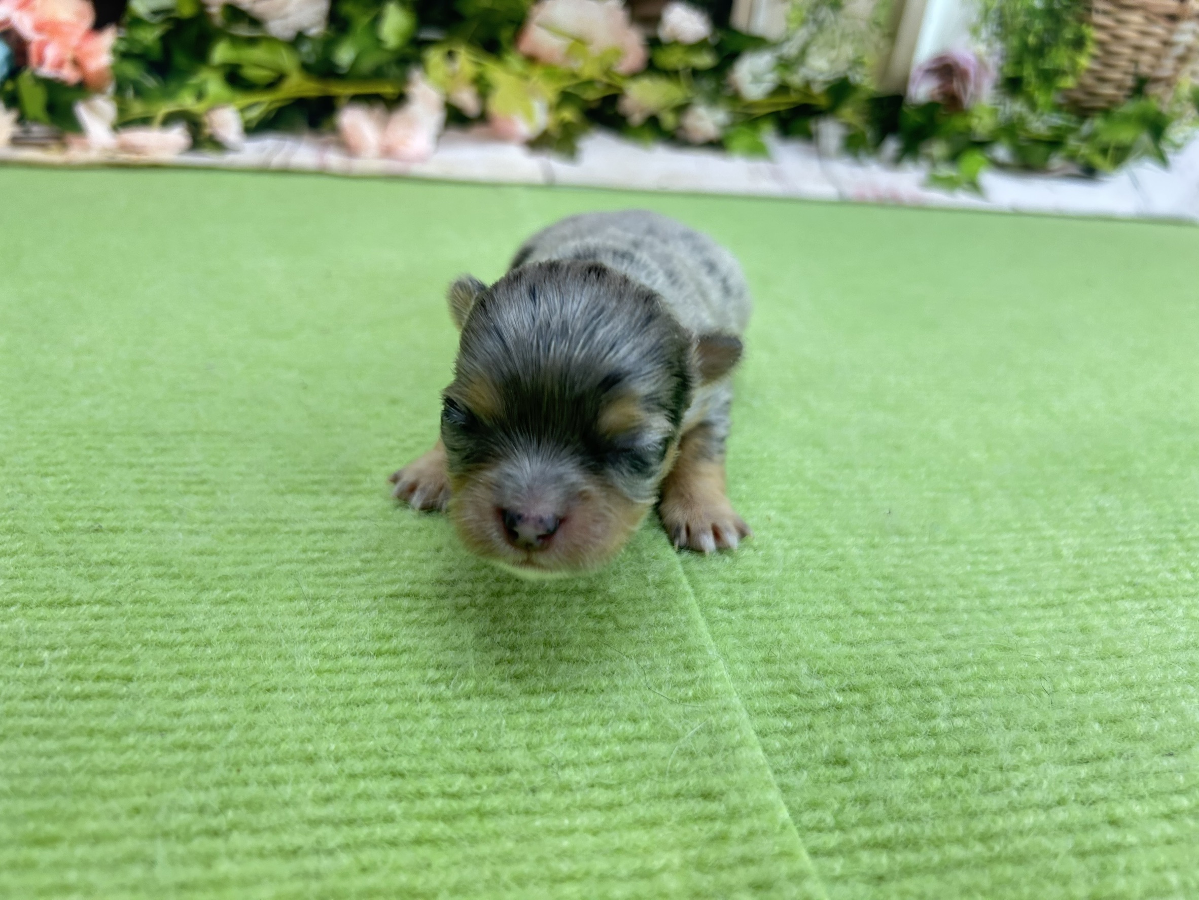 チワワ（ロングコート）