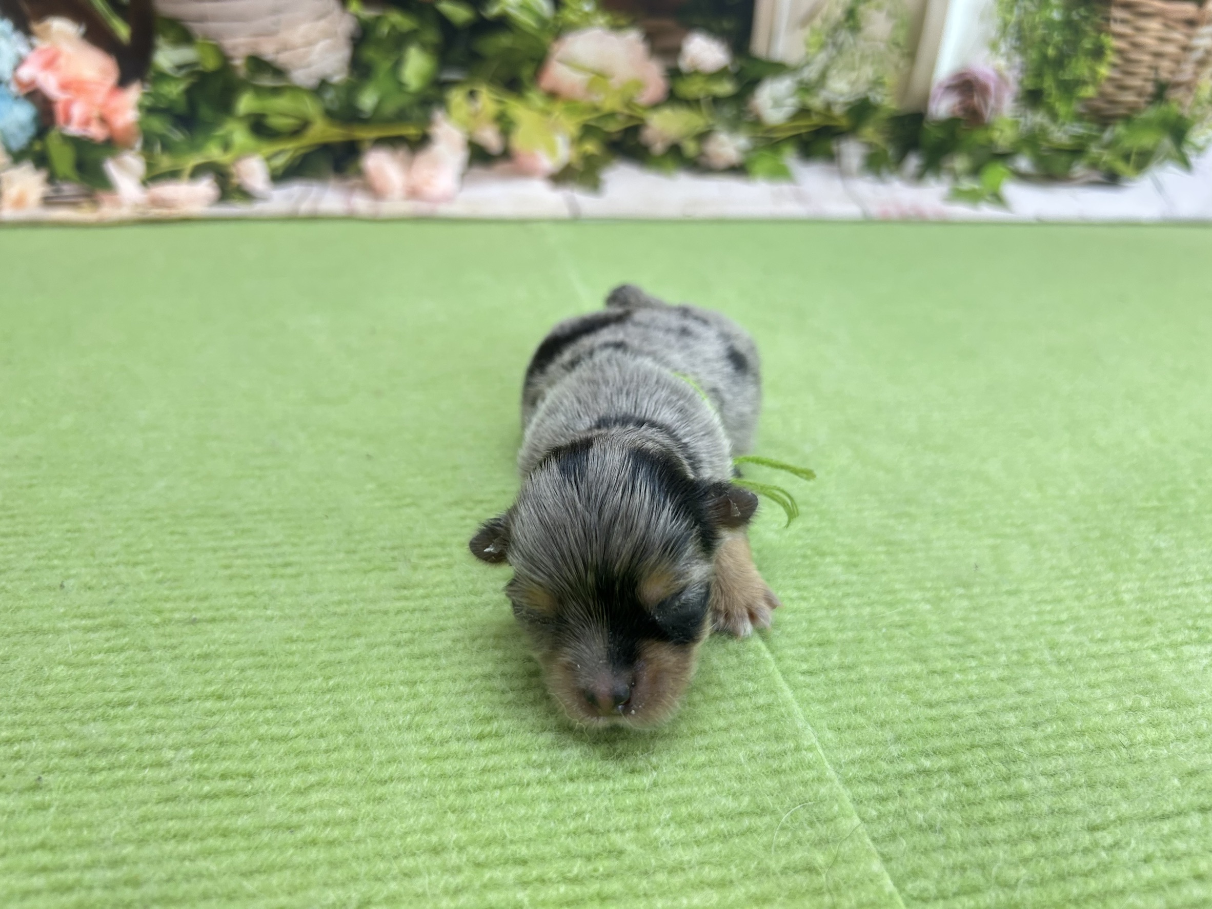 チワワ（ロングコート）