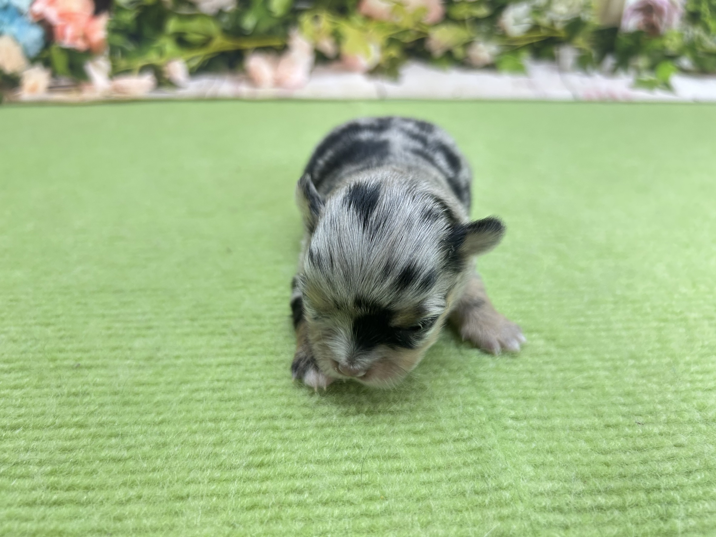 チワワ（ロングコート）