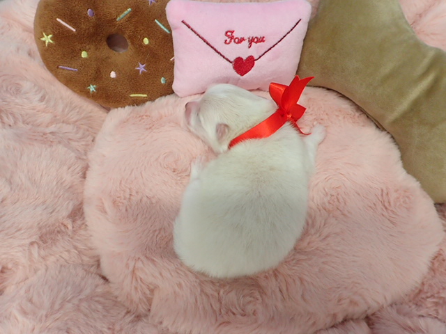 赤ちゃん写真1-3