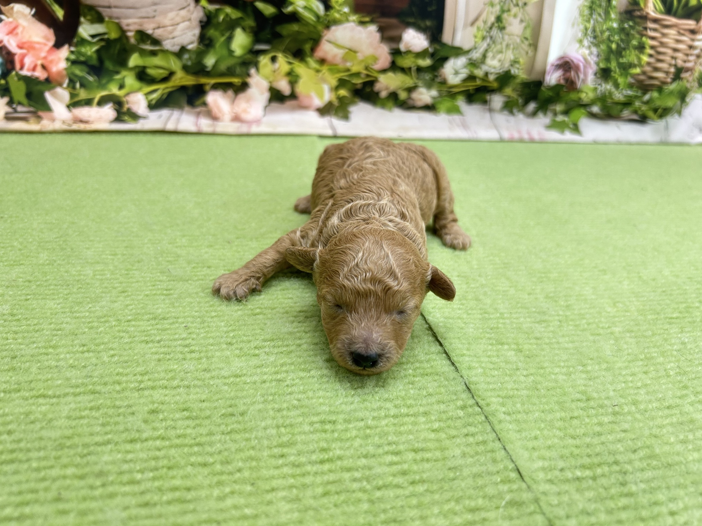 トイ・プードル