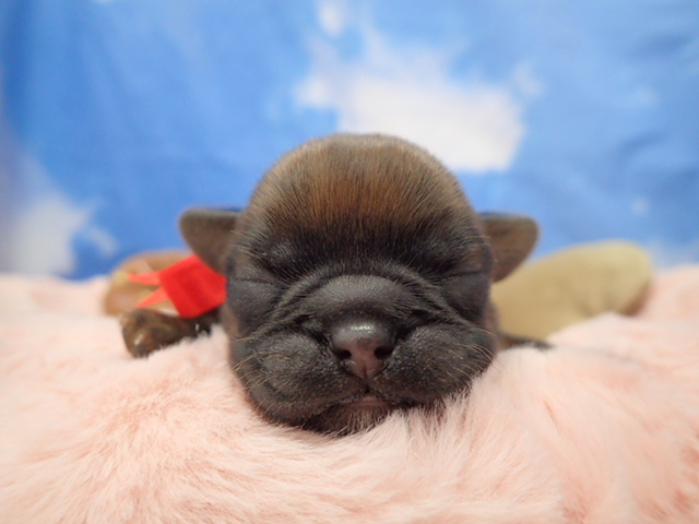 ブリュッセル・グリフォン