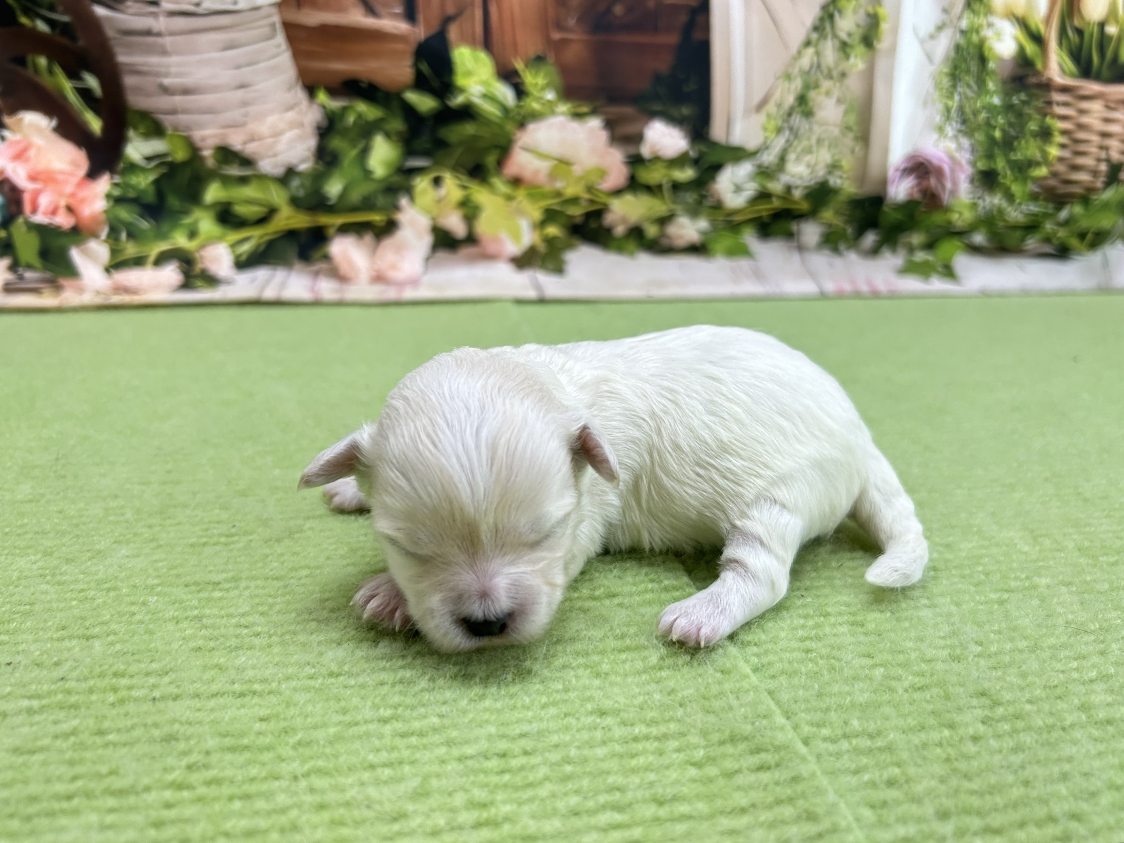 赤ちゃん写真1-2