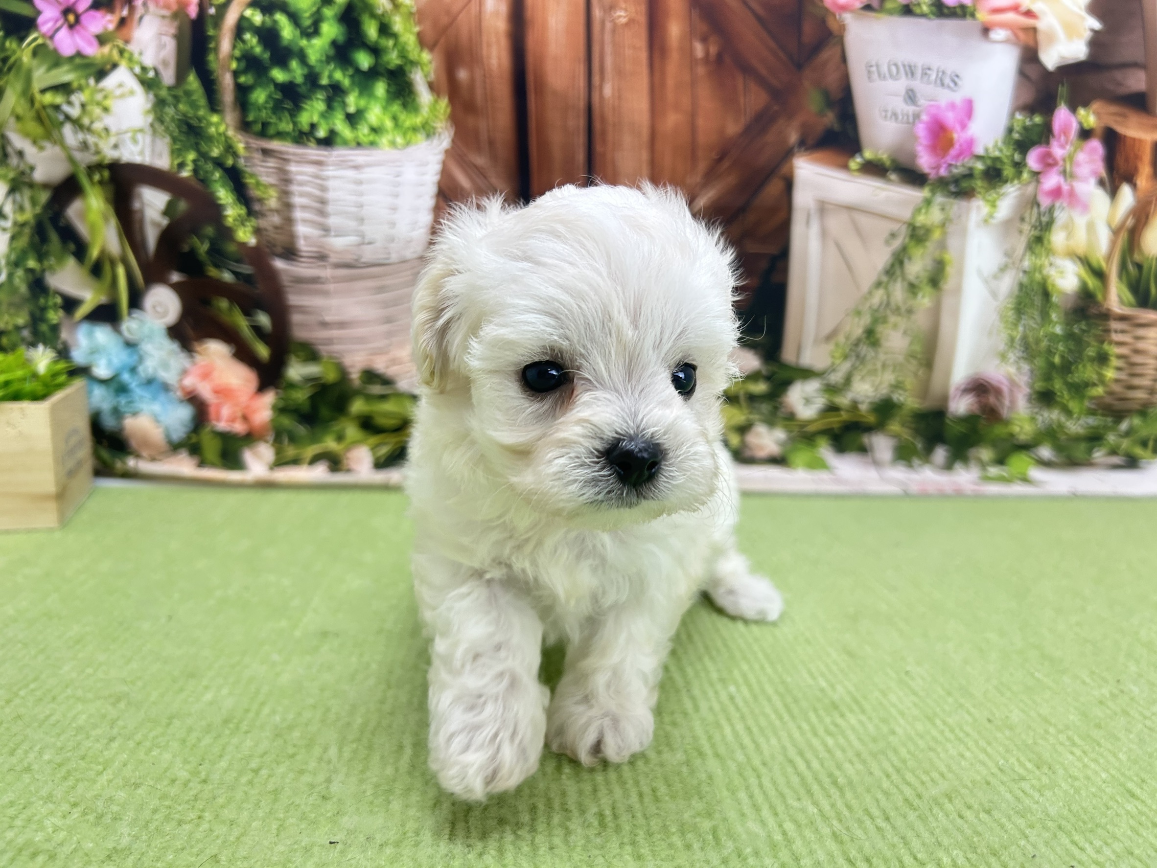 赤ちゃん写真2-1