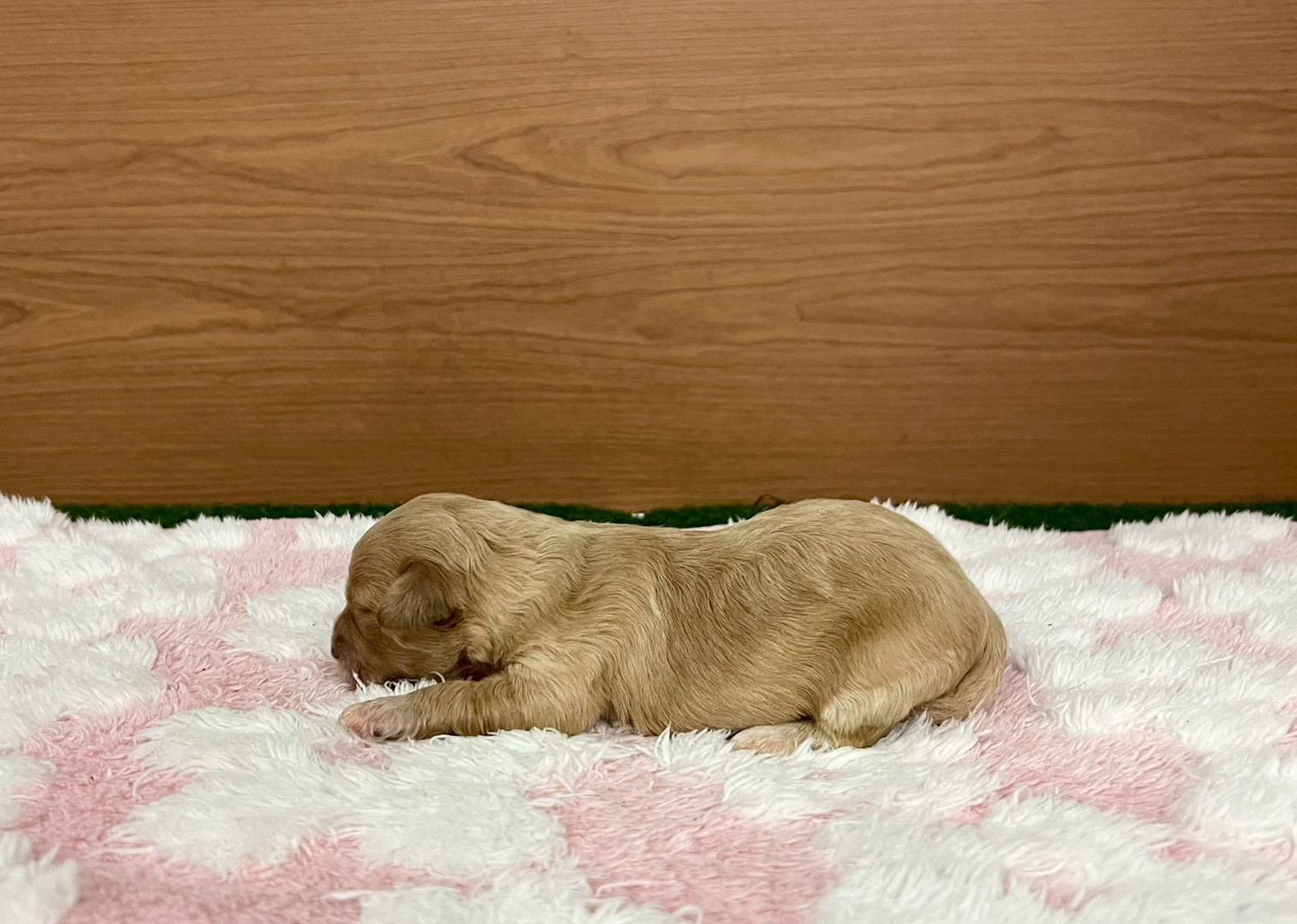 赤ちゃん写真1-2