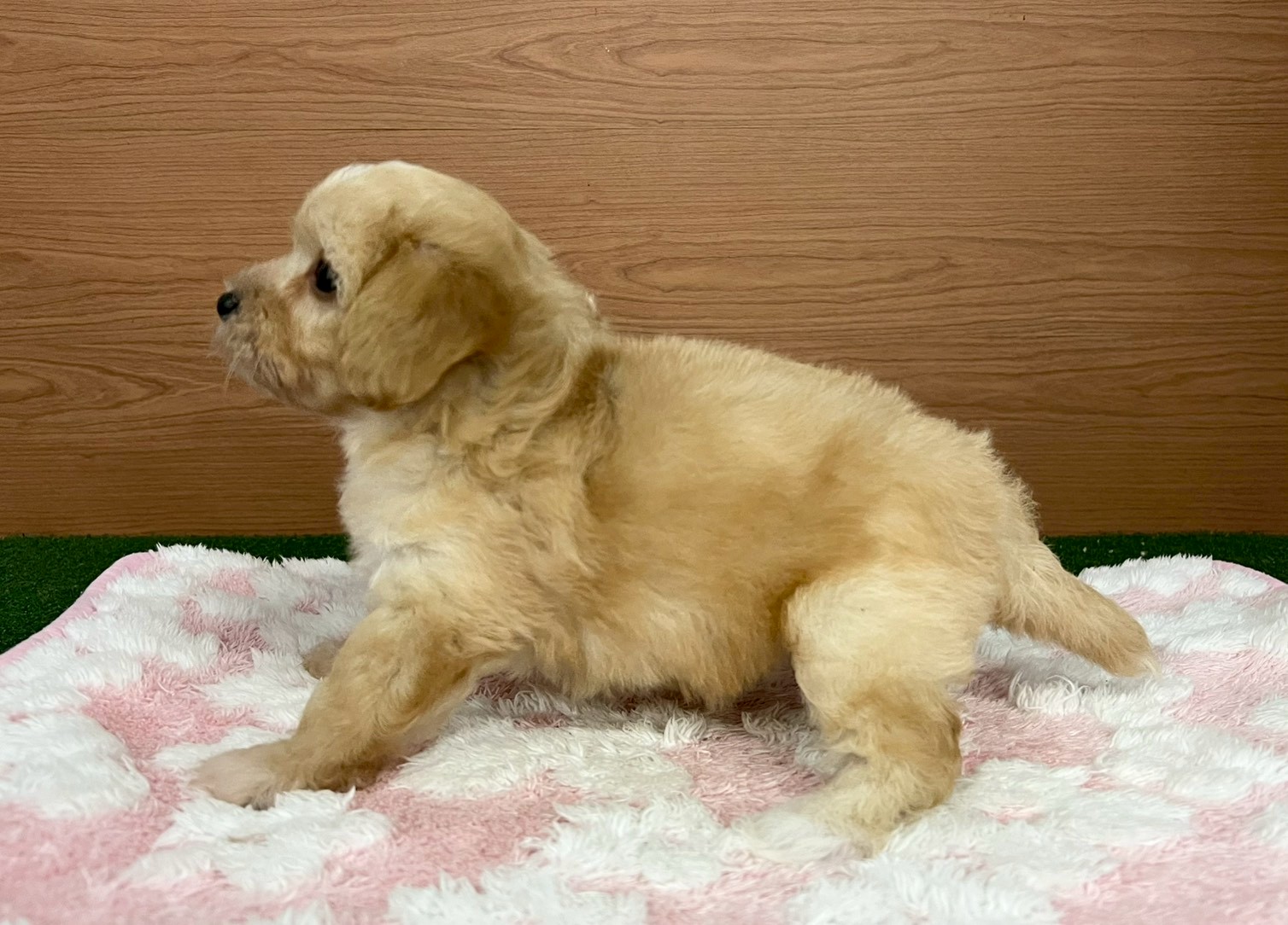 赤ちゃん写真3-2