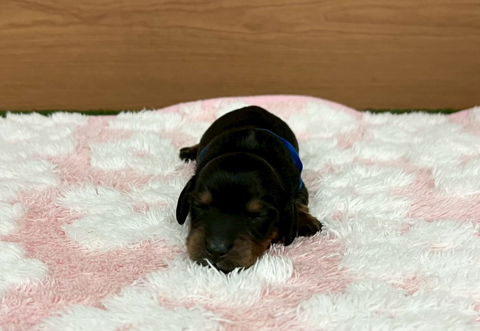 ミニチュア・ダックスフンド