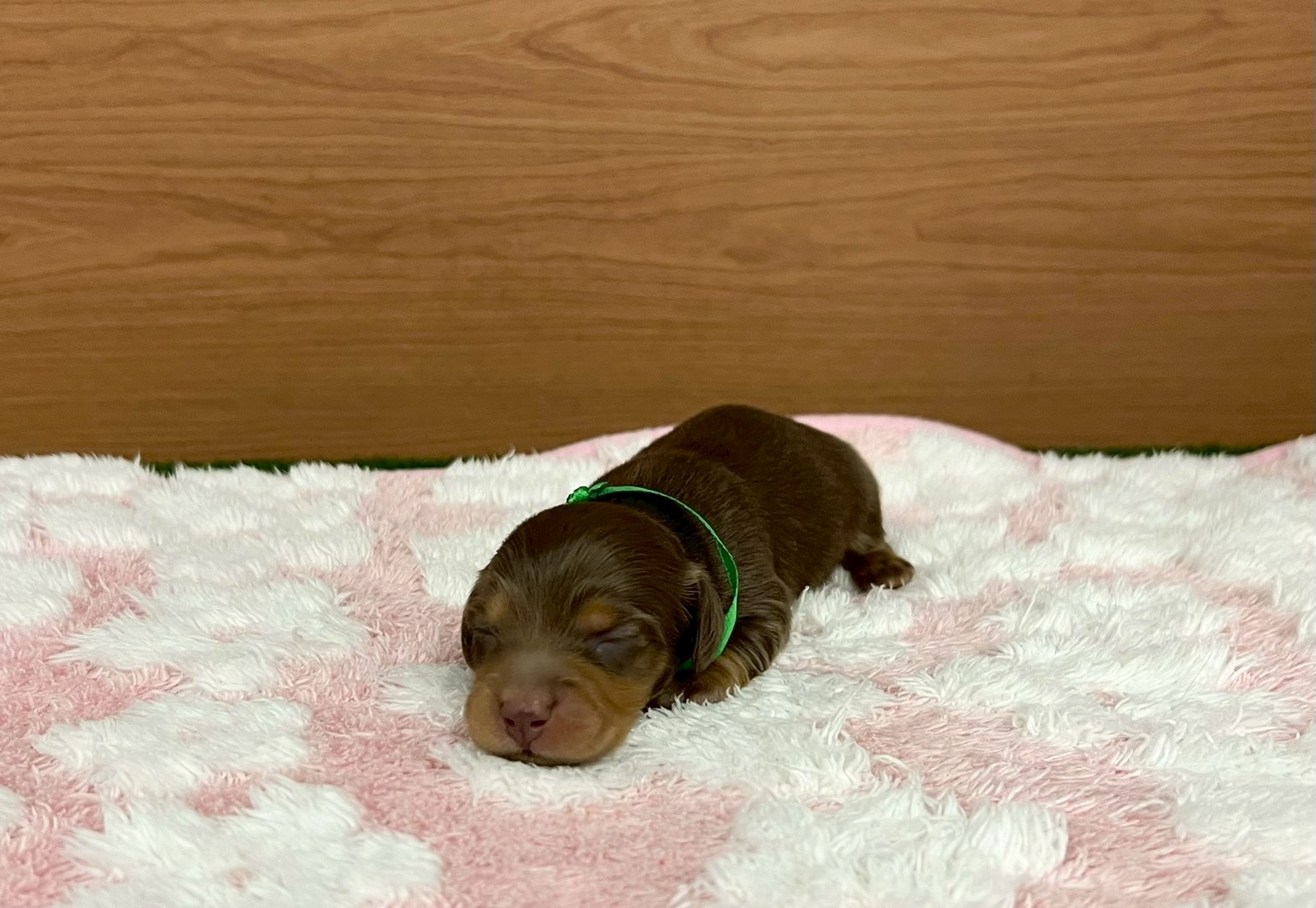 ミニチュア・ダックスフンド