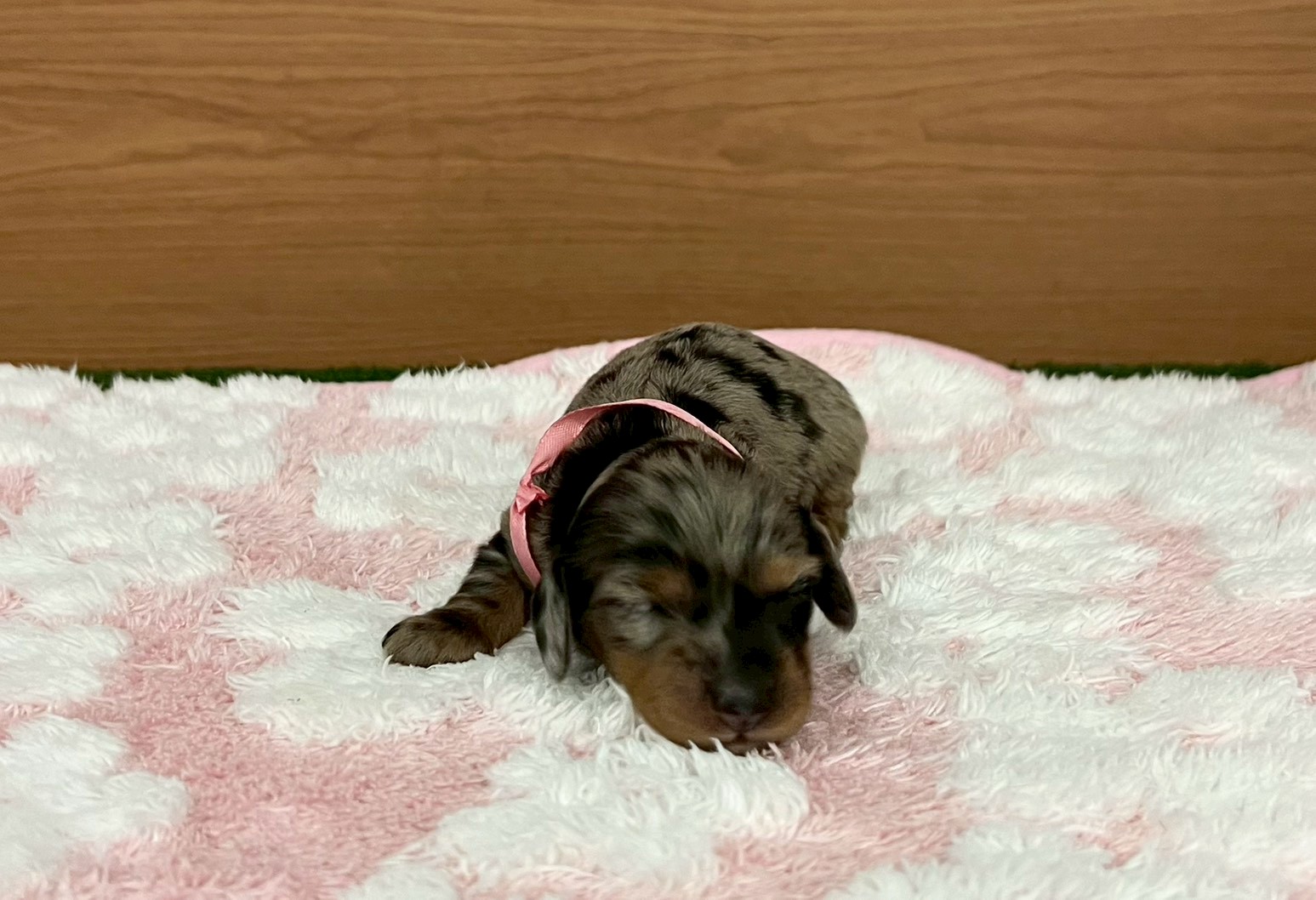 ミニチュア・ダックスフンド