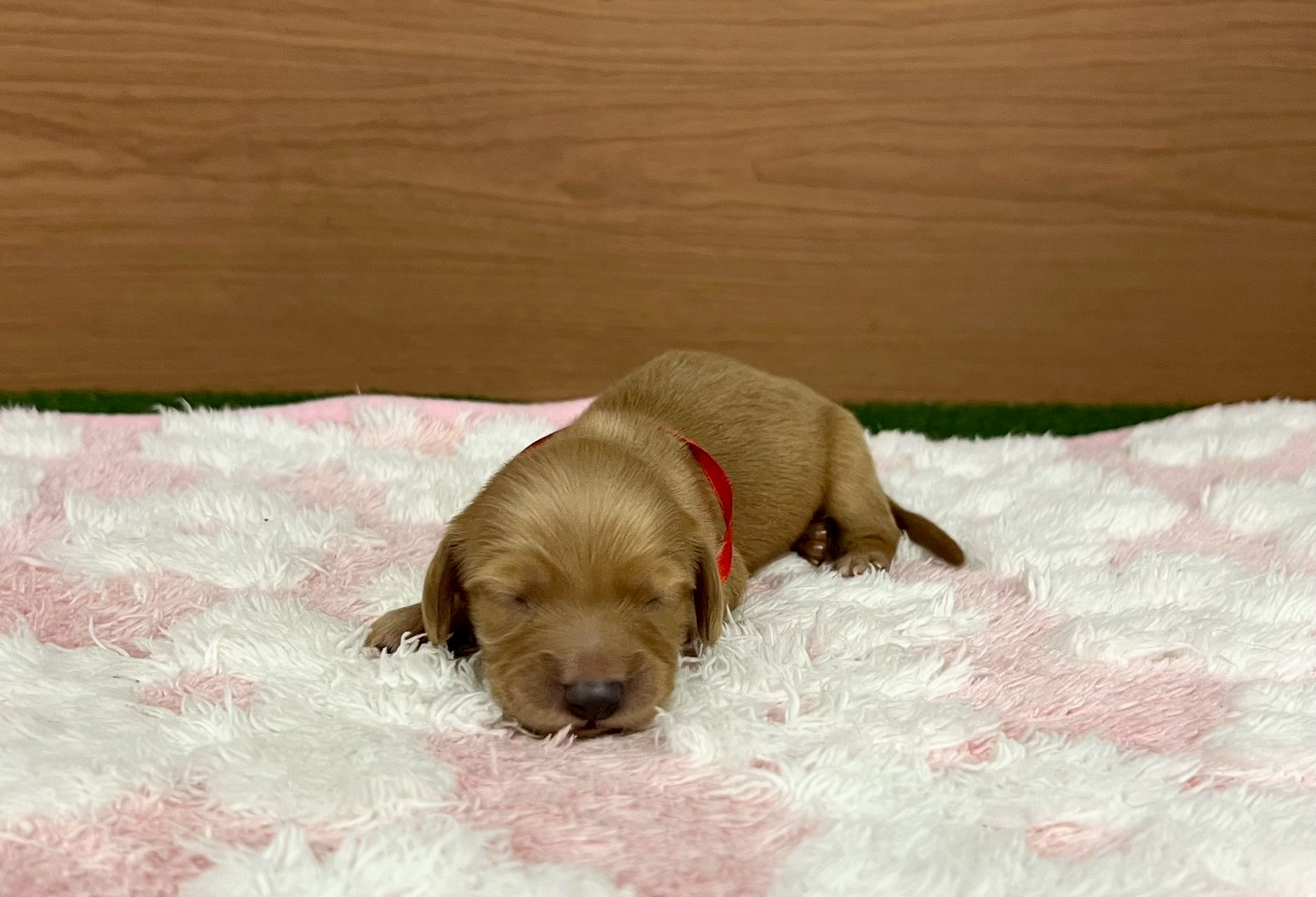 ミニチュア・ダックスフンド