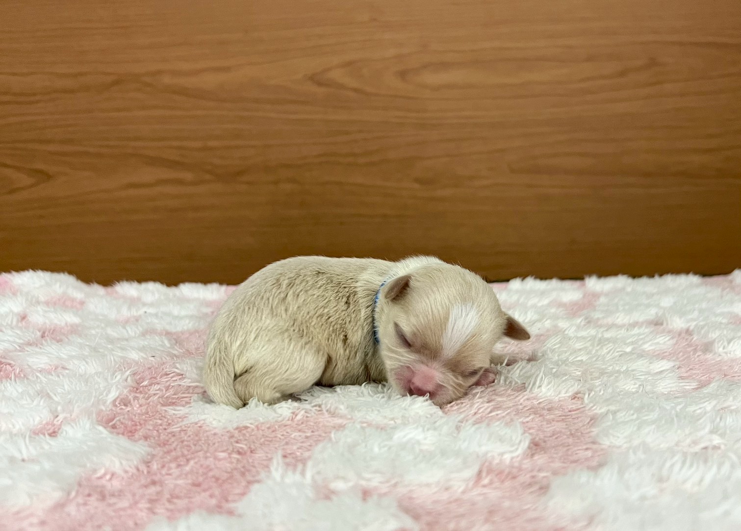 チワワ（ロングコート）