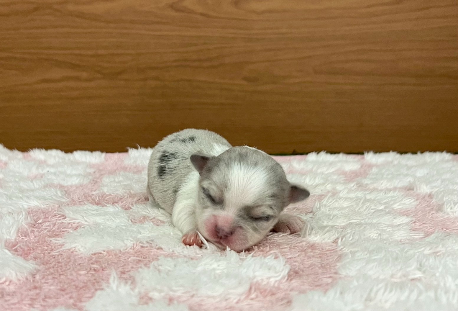 チワワ（ロングコート）