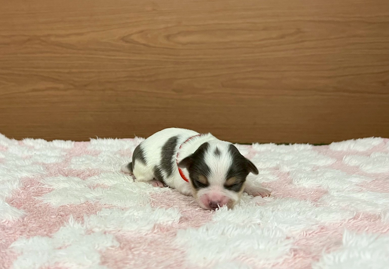 チワワ（ロングコート）