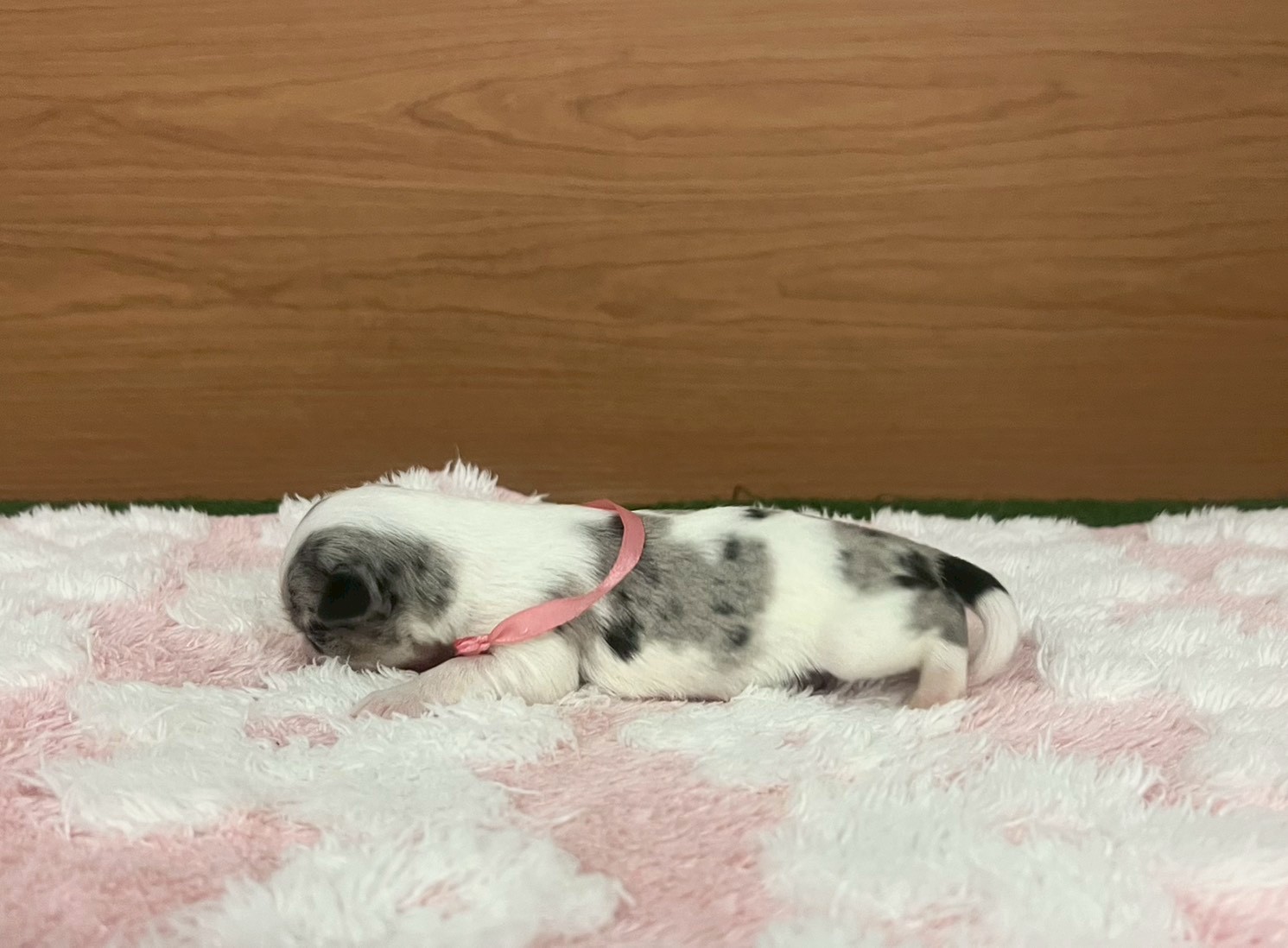 赤ちゃん写真1-2