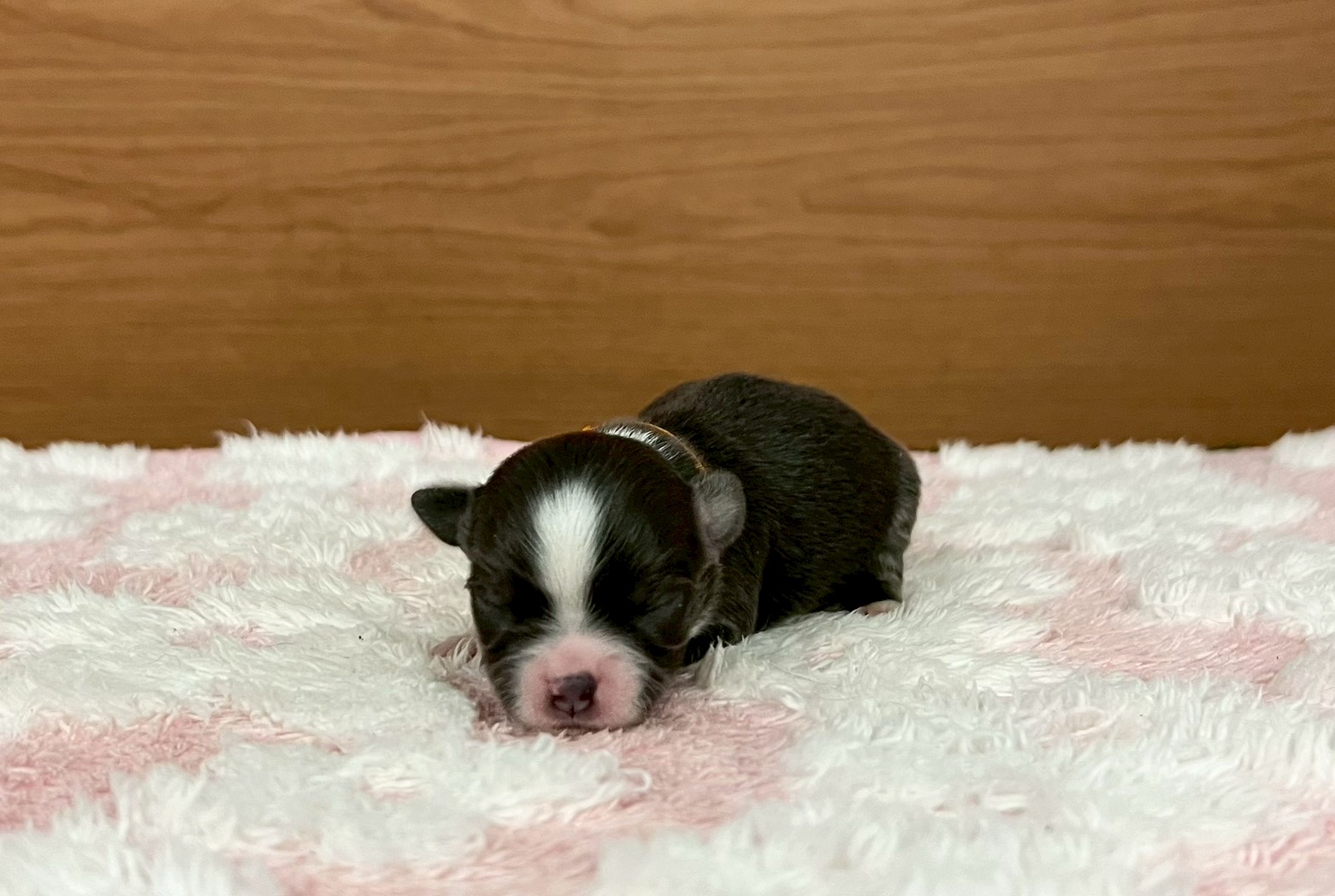 チワワ（ロングコート）