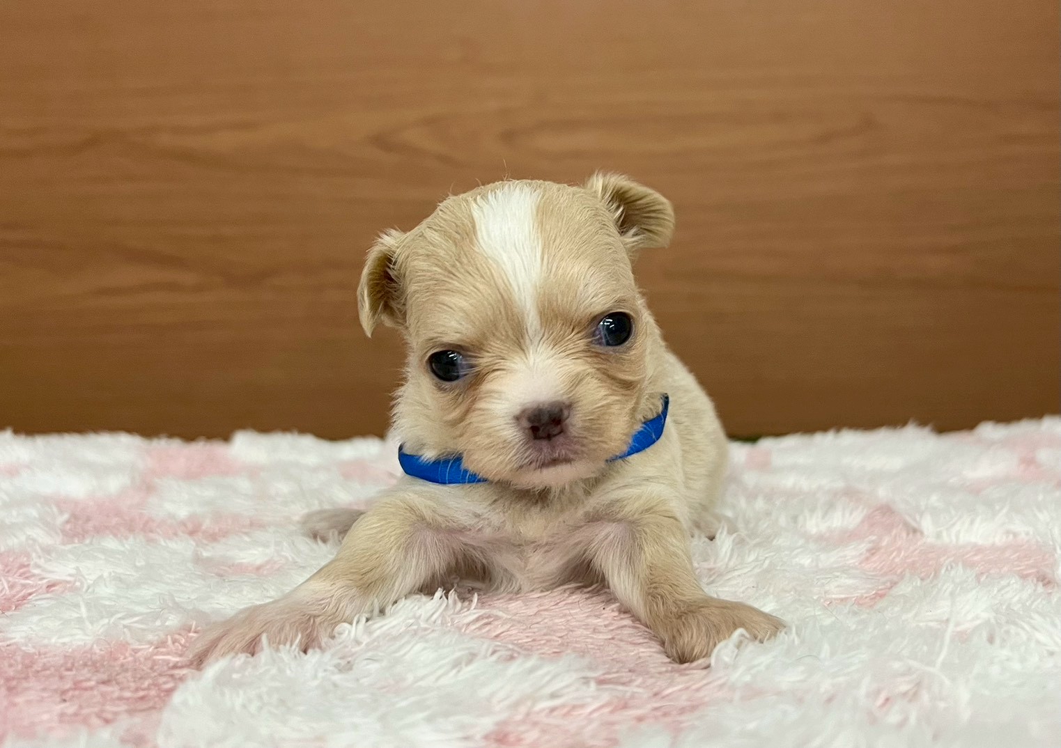 チワワ（ロングコート）