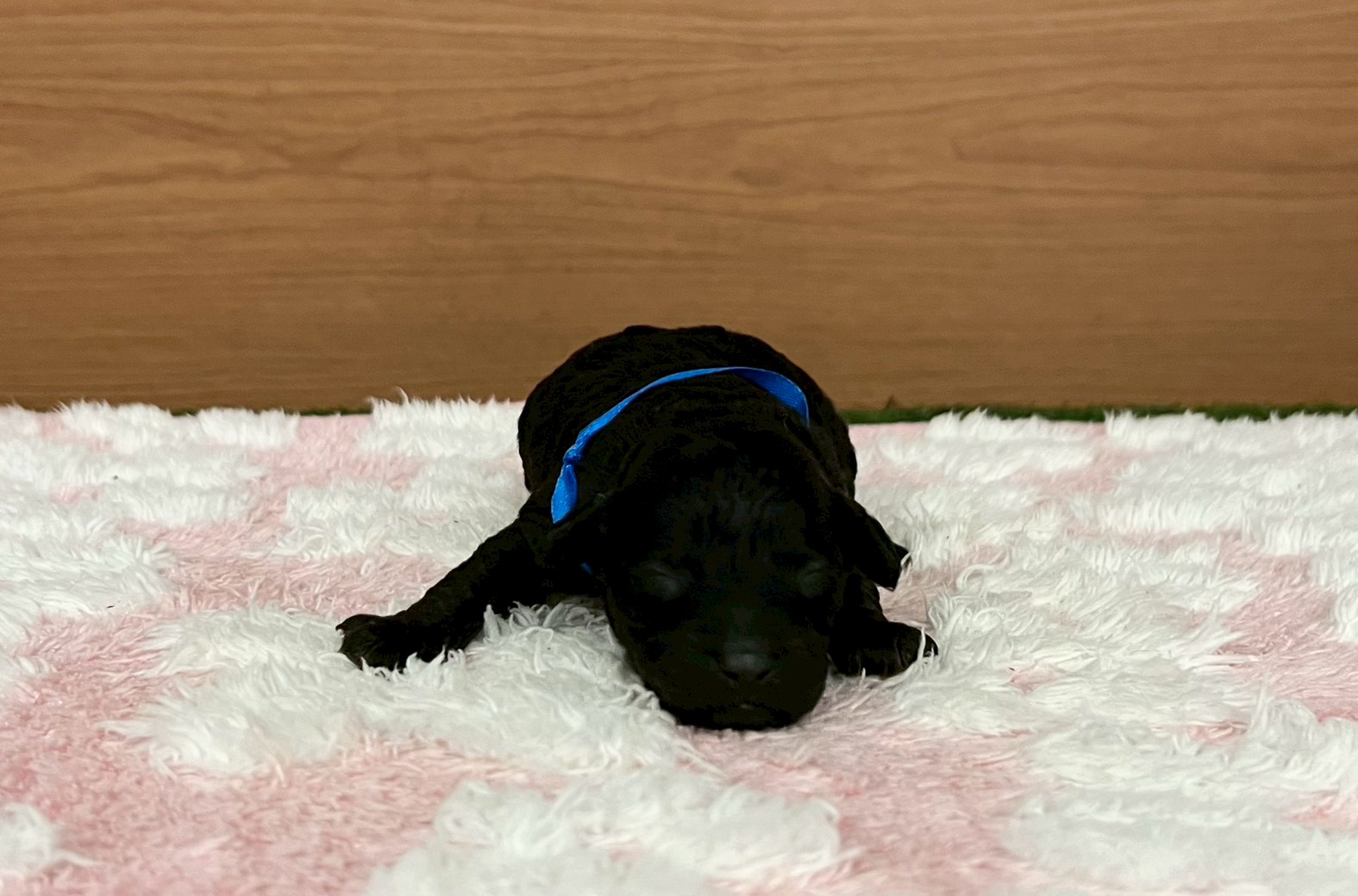 トイ・プードル