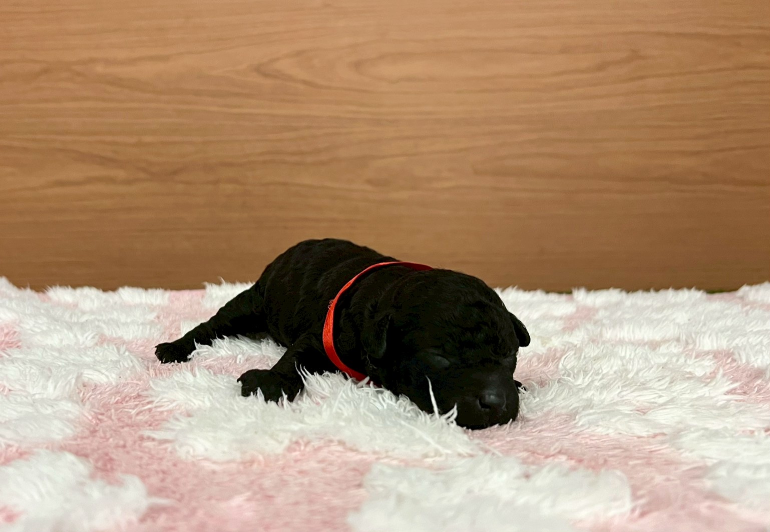 トイ・プードル