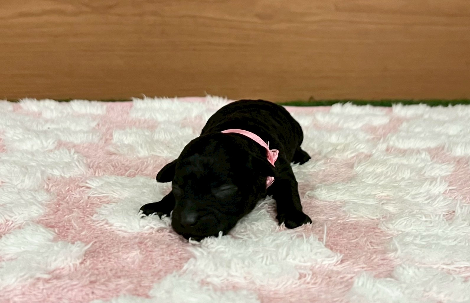 トイ・プードル