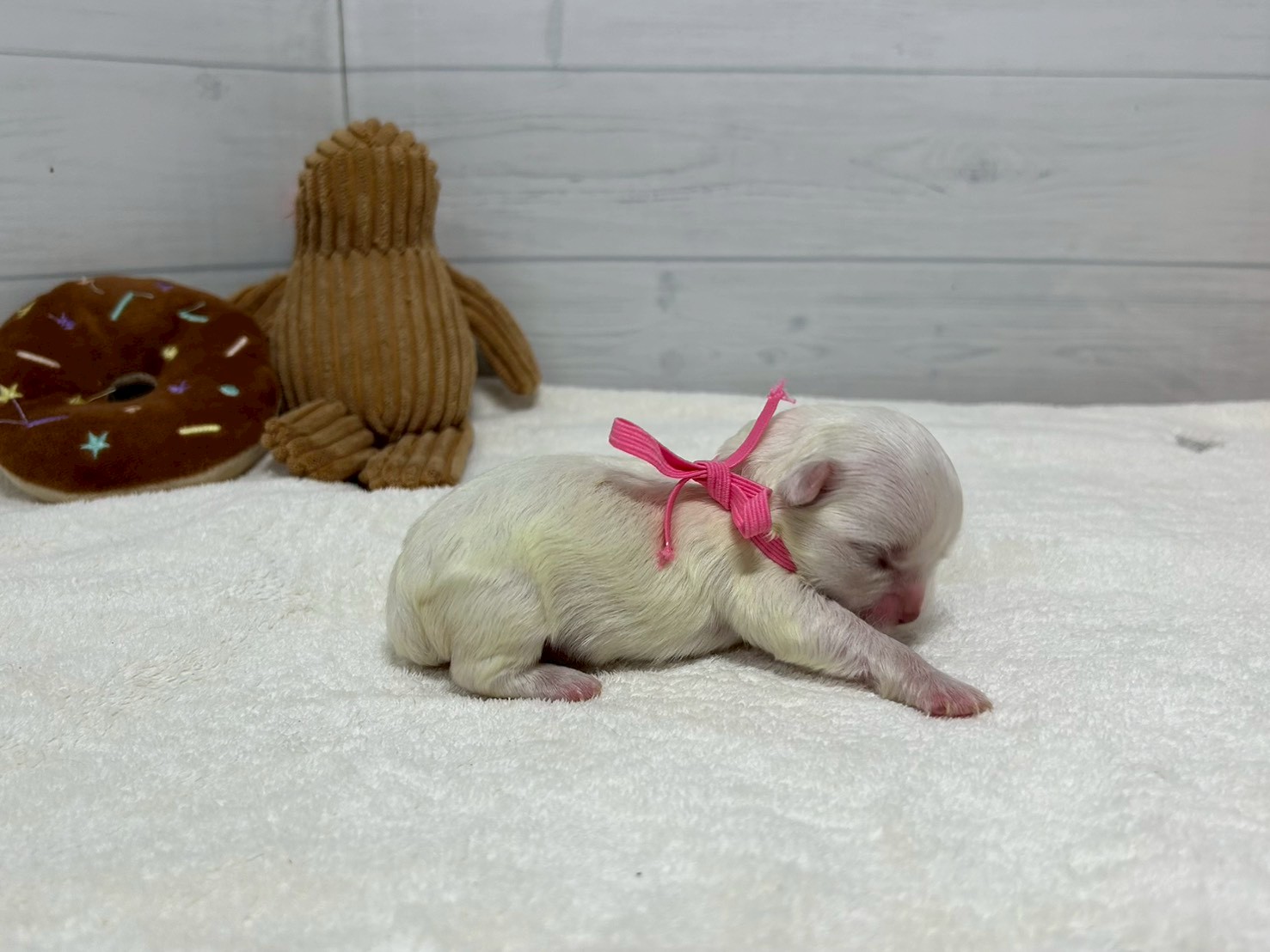 赤ちゃん写真1-2