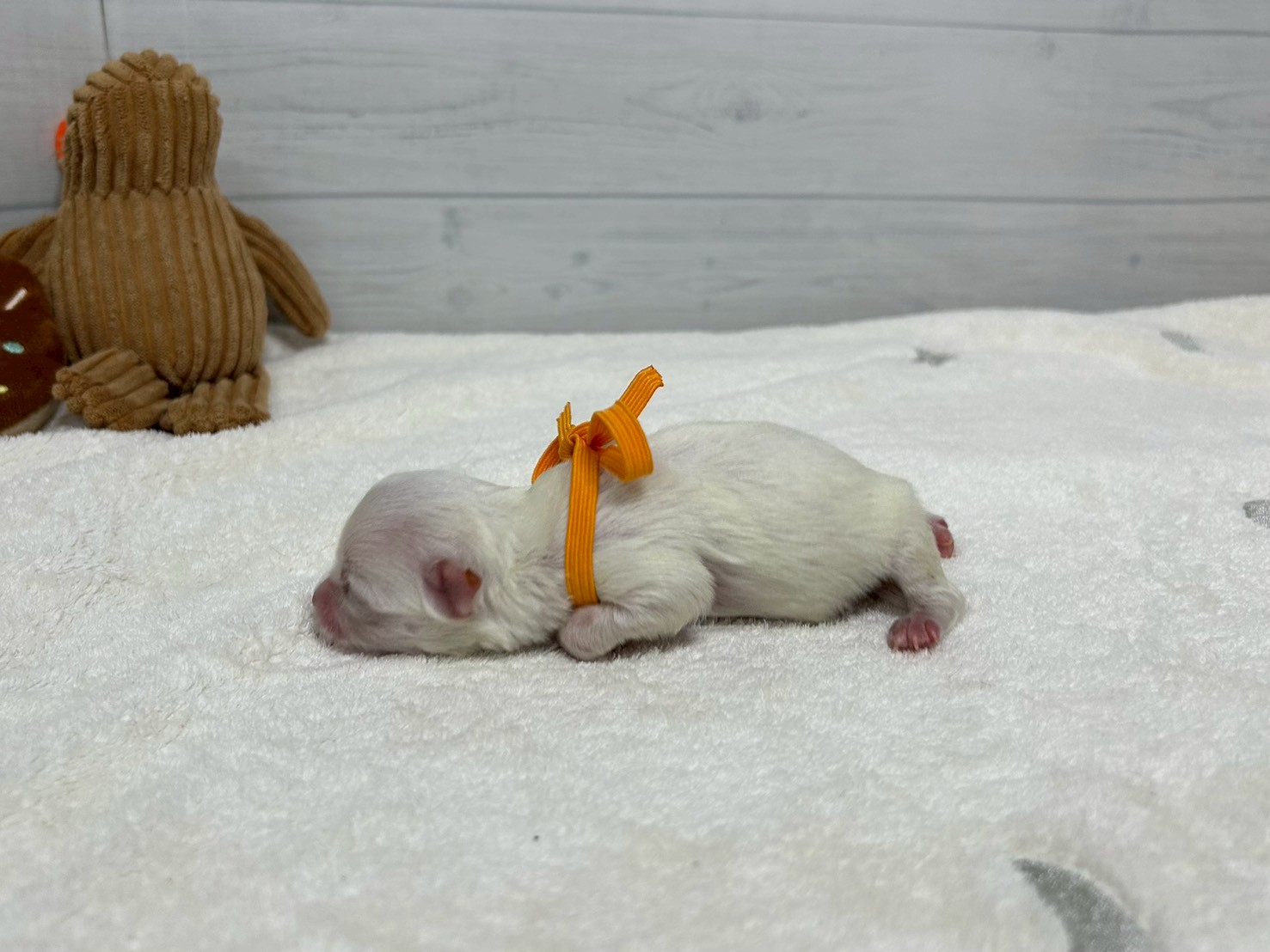 赤ちゃん写真1-2