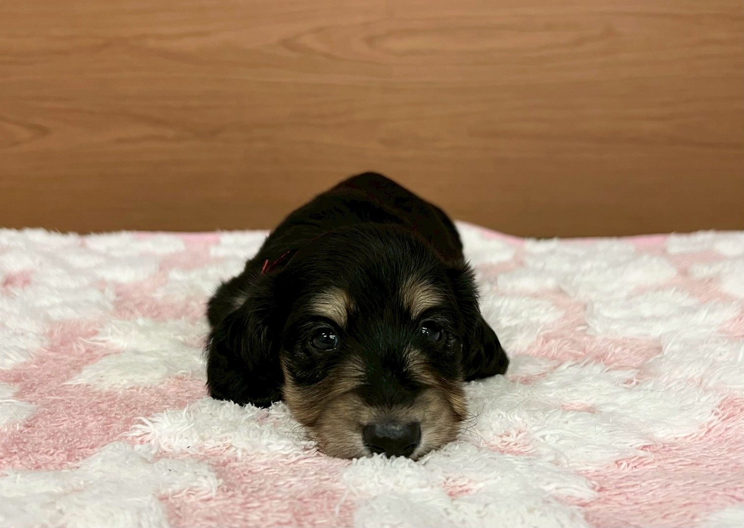 赤ちゃん写真2-1